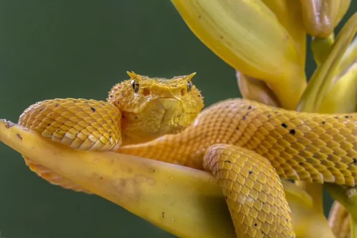 Framed Print : Eyelash viper (Bothriechis schlegelii) waiting on Heliconia flower (Heliconia lankasteri)
