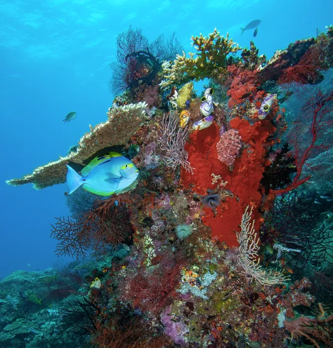 Framed Print : Eyemask surgeonfish (Acanthurus mata) hanging motionless beneath a ledge of Acropora table coral, while being serviced by a Cleaner wrasse (Labroides dimidiatus) Framed Print : Eyemask surgeonfish (Acanthurus mata) hanging motionless beneath a ledge of Acropora table coral, while being serviced by a Cleaner wrasse (Labroides dimidiatus)