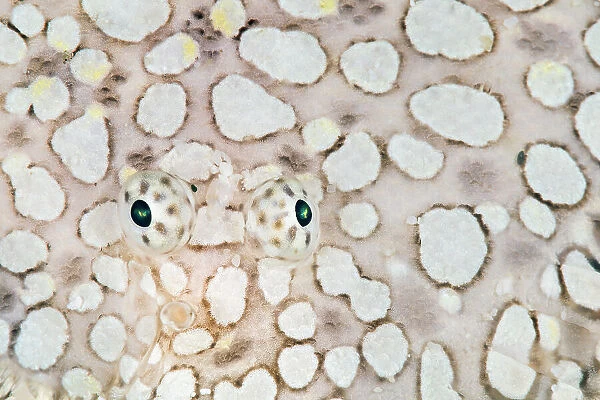 Eyes of Margined sole fish (Brachirus heterolapis) on its camouflaged body. Saonek Island, Raja Ampat, West Papua, Indonesia. Tropical West Pacific Ocean. Dampier Strait