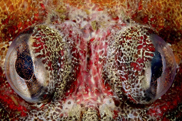 Eyes of Red Irish lord (Hemilepidotus hemilepidotus) in Browning Pass, Vancouver Island, British Columbia, Canada. North East Pacific Ocean. July