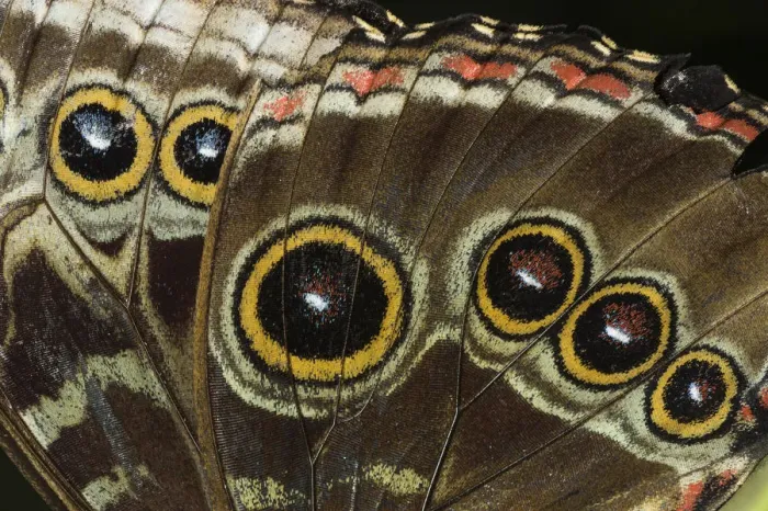 Framed Print : Eyespots on wing of Giant owl butterfly, (Caligo memnon) Tortuguero National Park Framed Print : Eyespots on wing of Giant owl butterfly, (Caligo memnon) Tortuguero National Park