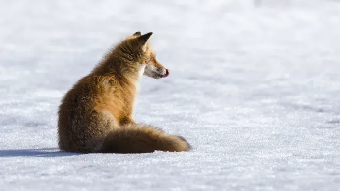 Framed Print : Ezo red fox (Vulpes vulpes schrencki) sitting on snow, licking lips after eating Vole Framed Print : Ezo red fox (Vulpes vulpes schrencki) sitting on snow, licking lips after eating Vole