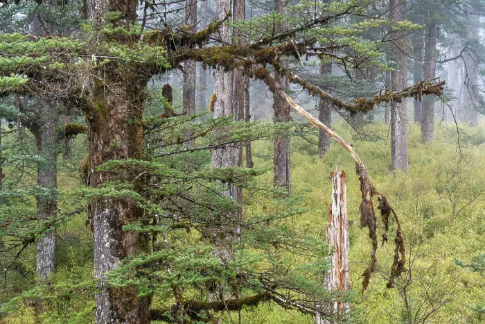 Framed Print : Faber's fir (Abies fabri) trees in old growth forest on the table mountain Wawushan reserve, Hongya, Sichuan, China. March Framed Print : Faber's fir (Abies fabri) trees in old growth forest on the table mountain Wawushan reserve, Hongya, Sichuan, China. March