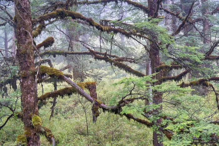 Framed Print : Faber's fir (Abies fabri) trees in old growth forest on the table mountain Wawushan reserve, Hongya, Sichuan, China. March Framed Print : Faber's fir (Abies fabri) trees in old growth forest on the table mountain Wawushan reserve, Hongya, Sichuan, China. March