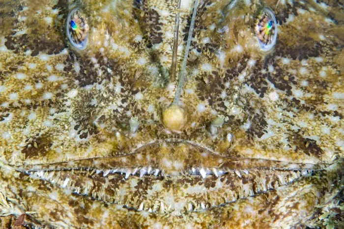Framed Print : Face of an Anglerfish (Lophius piscatorius), Chesil Beach, Dorset, UK, English Channel Framed Print : Face of an Anglerfish (Lophius piscatorius), Chesil Beach, Dorset, UK, English Channel