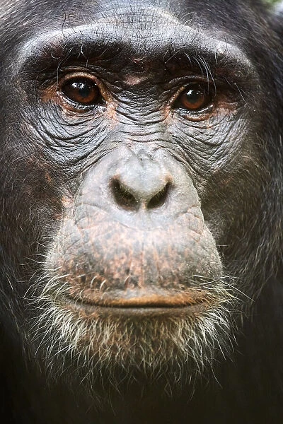 Face portrait of male Eastern chimpanzee (Pan troglodytes schweinfurthii), Kibale National Park, Uganda