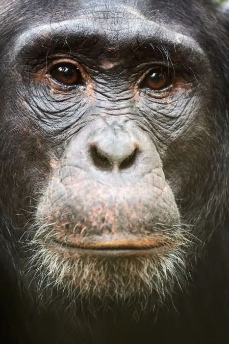 Framed Print : Face portrait of male Eastern chimpanzee (Pan troglodytes schweinfurthii), Kibale National Park, Uganda Framed Print : Face portrait of male Eastern chimpanzee (Pan troglodytes schweinfurthii), Kibale National Park, Uganda