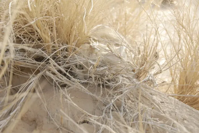 Framed Print : Face of a Sand Cat (Felis margarita) camouflaged in dry desert grass. Critically endangered species