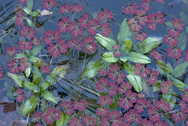 Fairy fern (Azolla filiculoides) and Water forget me not (Myosotis scorpioides) in