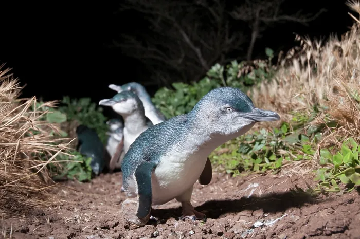 Framed Print : Fairy penguin (Eudyptula minor) colony making their way towards nesting burrows at night, Phillip Island Nature Park, Victoria, Australia Framed Print : Fairy penguin (Eudyptula minor) colony making their way towards nesting burrows at night, Phillip Island Nature Park, Victoria, Australia