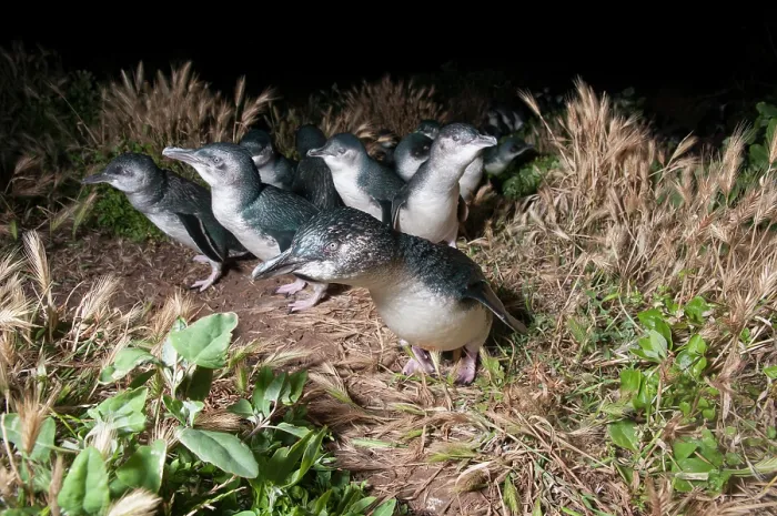 Framed Print : Fairy penguin (Eudyptula minor) colony making their way towards nesting burrows at night, Phillip Island Nature Park, Victoria, Australia Framed Print : Fairy penguin (Eudyptula minor) colony making their way towards nesting burrows at night, Phillip Island Nature Park, Victoria, Australia