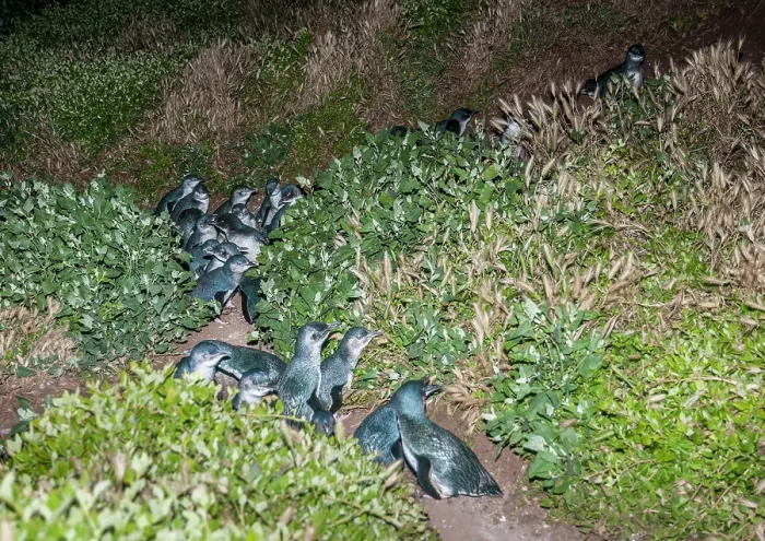 Framed Print : Fairy penguin (Eudyptula minor) colony making their way towards nesting burrows at night, Phillip Island Nature Park, Victoria, Australia Framed Print : Fairy penguin (Eudyptula minor) colony making their way towards nesting burrows at night, Phillip Island Nature Park, Victoria, Australia