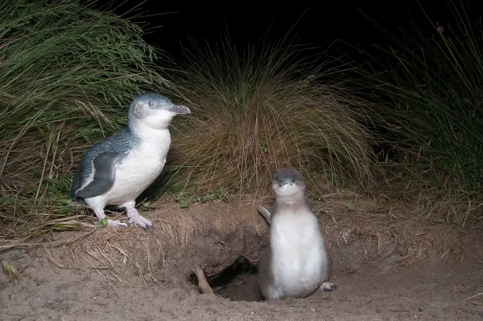Framed Print : Fairy penguin (Eudyptula minor) with large chick at nesting burrow at night, Neck Game Reserve, Bruny Island, Tasmania, Australia Framed Print : Fairy penguin (Eudyptula minor) with large chick at nesting burrow at night, Neck Game Reserve, Bruny Island, Tasmania, Australia