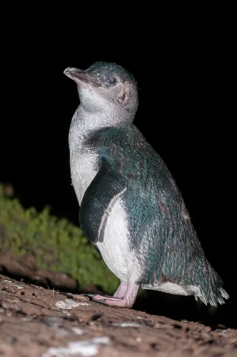 Framed Print : Fairy penguin (Eudyptula minor) portrait, Phillip Island Nature Park, Victoria, Australia Framed Print : Fairy penguin (Eudyptula minor) portrait, Phillip Island Nature Park, Victoria, Australia