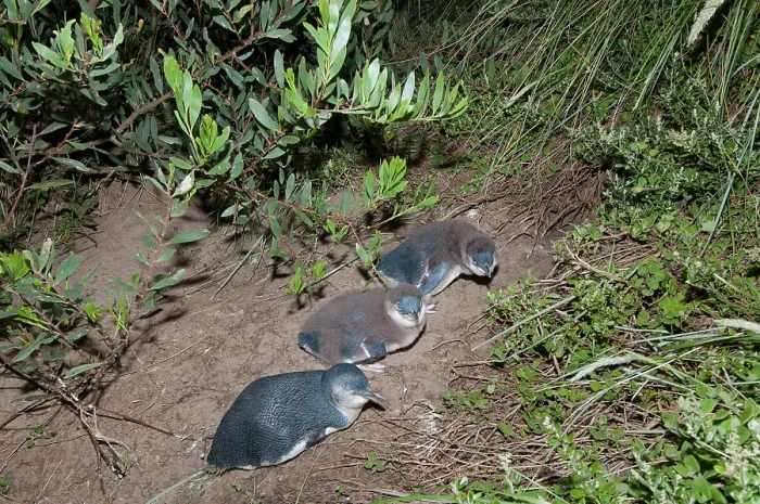 Framed Print : Three Fairy penguins (Eudyptula minor), adult with two large chicks, resting at nesting burrow at night, Neck Game Reserve, Bruny Island, Tasmania, Australia Framed Print : Three Fairy penguins (Eudyptula minor), adult with two large chicks, resting at nesting burrow at night, Neck Game Reserve, Bruny Island, Tasmania, Australia
