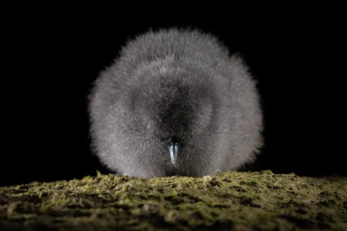 Framed Print : Fairy prion (Pachyptila turtur) chick, resting at night, St Clair, Dunedin, South Island, New Zealand. Controlled conditions Framed Print : Fairy prion (Pachyptila turtur) chick, resting at night, St Clair, Dunedin, South Island, New Zealand. Controlled conditions