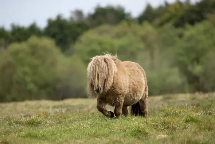 Framed Print : Falabella miniature horse, stallion, walking over grassland, County Kerry, Republic of Ireland. April Framed Print : Falabella miniature horse, stallion, walking over grassland, County Kerry, Republic of Ireland. April