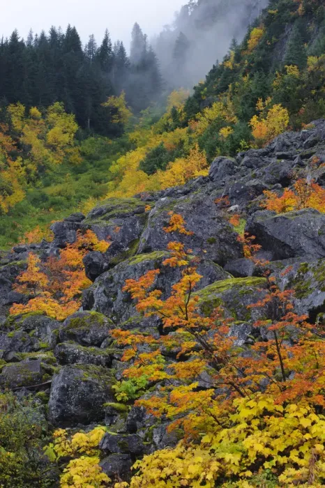 Framed Print : Fall Vine maple and boulders, Mount Rainier National Park, Washington, USA October 2011 Framed Print : Fall Vine maple and boulders, Mount Rainier National Park, Washington, USA October 2011