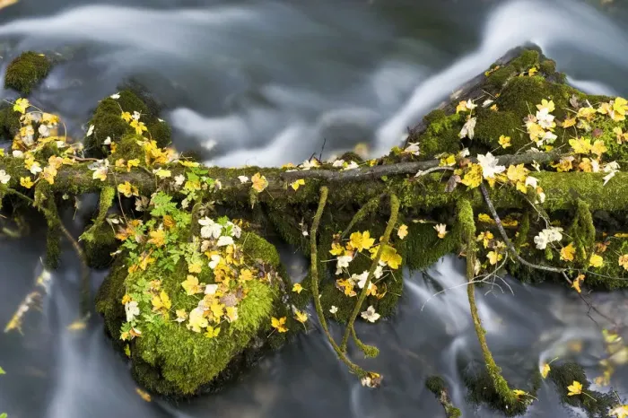Framed Print : Fallen branch and moss covered rocks, Black River Crna Rijeka springs, Plitvice Lakes NP Croatia Framed Print : Fallen branch and moss covered rocks, Black River Crna Rijeka springs, Plitvice Lakes NP Croatia
