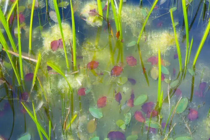 Framed Print : Fallen leaves in pond with aquatic plants, Denmark, Europe, September Framed Print : Fallen leaves in pond with aquatic plants, Denmark, Europe, September