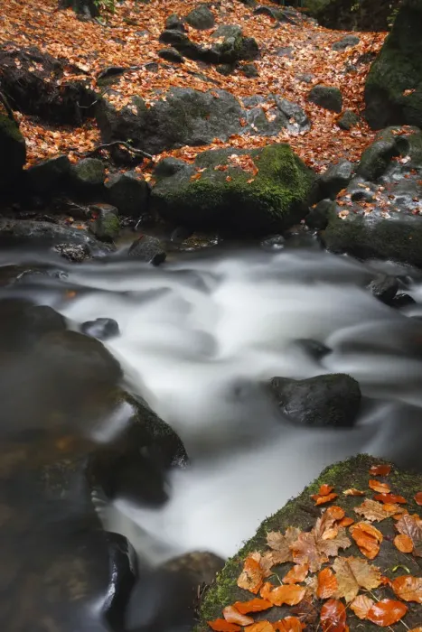 Framed Print : Fallen leaves on rocks on the Krinice River banks, Kyov, Ceske Svycarsko / Bohemian Framed Print : Fallen leaves on rocks on the Krinice River banks, Kyov, Ceske Svycarsko / Bohemian