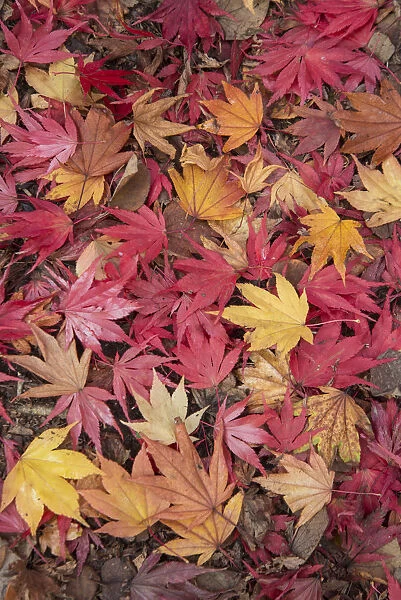 Fallen Maple leaves (Acer sp. ) in autumn