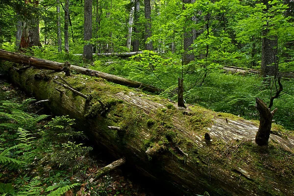 Fallen Nordmann fir (Abies nordmanniana) tree, old-growth forest, Arkhyz valley