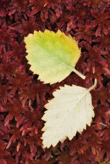 Framed Print : Fallen Silver Birch (Betula pendula) leaves on Sphagnum Moss (Sphagnum capillifolium) Framed Print : Fallen Silver Birch (Betula pendula) leaves on Sphagnum Moss (Sphagnum capillifolium)