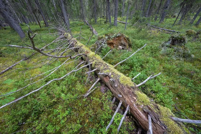 Framed Print : Fallen tree in old growth continuous forest, Elamyssalo Nature Reserve, Kuikka, in No Mans Land, on the border between Finland and Russia, Kuhmo, Finland. August, 2023