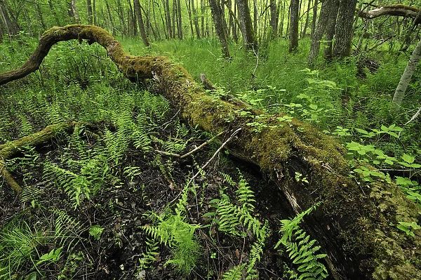 Fallen tree surrounded by ferns, Moricsala Strict Nature Reserve, Moricsala Island