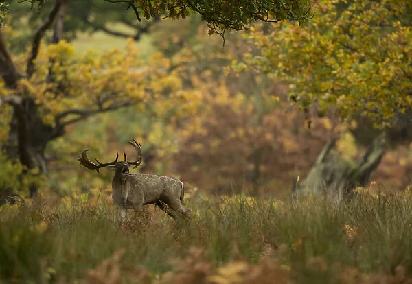 Fallow deer (Dama dama) buck bellowing in autumn vegetation, Bradgate Park, Leicestershire