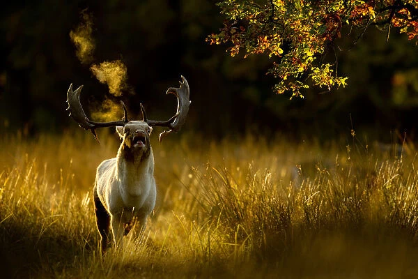 Fallow deer (Dama dama) buck bellowing at dawn during the rut, Cheshire, UK, October