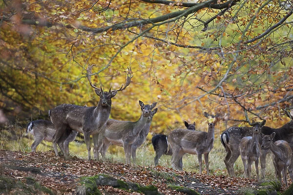 Fallow deer (Dama dama) buck with a groups of does, Klampenborg Dyrehaven, Denmark
