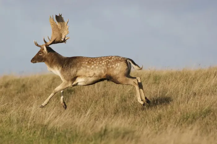 Framed Print : Fallow deer (Dama dama) buck running, Klampenborg Dyrehaven, Denmark, October 2008 Framed Print : Fallow deer (Dama dama) buck running, Klampenborg Dyrehaven, Denmark, October 2008