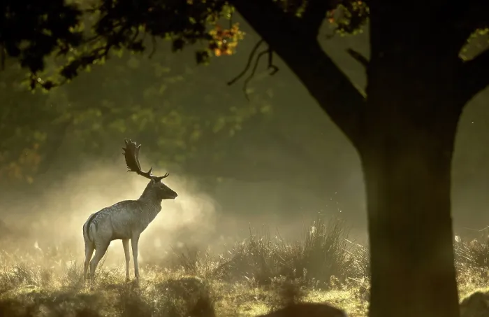 Framed Print : Fallow deer (Dama dama) buck in woodland on a misty morning, Bradgate Park, Leicestershire, England, UK. October Framed Print : Fallow deer (Dama dama) buck in woodland on a misty morning, Bradgate Park, Leicestershire, England, UK. October