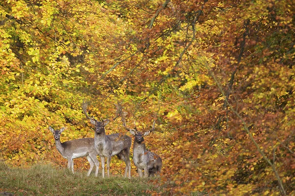Three Fallow deer (Dama dama) two bucks and a doe, in front of Beech trees in ful autumn colour