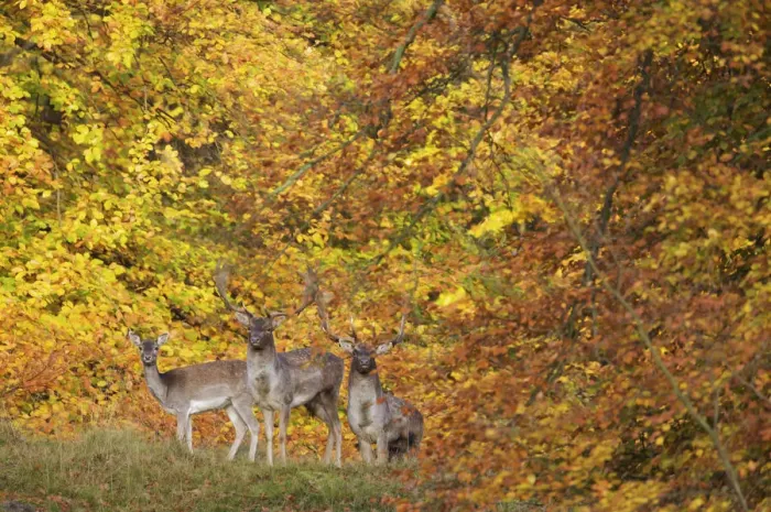 Framed Print : Three Fallow deer (Dama dama) two bucks and a doe, in front of Beech trees in ful autumn colour Framed Print : Three Fallow deer (Dama dama) two bucks and a doe, in front of Beech trees in ful autumn colour