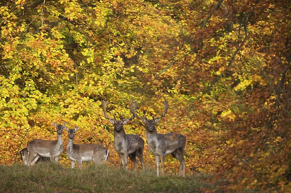 Fallow deer (Dama dama) bucks and does in front of beech trees in full autumn colour