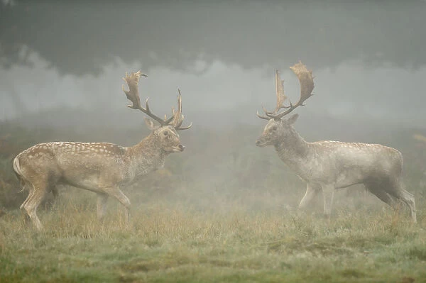 Two Fallow deer (Dama dama) bucks during fight, rutting season, Richmond Park, London