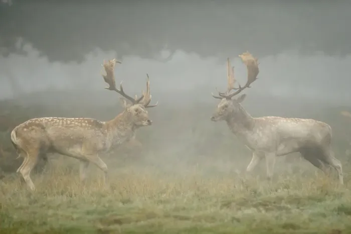 Framed Print : Two Fallow deer (Dama dama) bucks during fight, rutting season, Richmond Park, London Framed Print : Two Fallow deer (Dama dama) bucks during fight, rutting season, Richmond Park, London