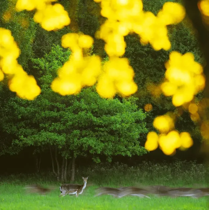 Framed Print : Fallow deer (Dama dama) one deer stops and looks whilst the herd runs on, with sunlit Framed Print : Fallow deer (Dama dama) one deer stops and looks whilst the herd runs on, with sunlit