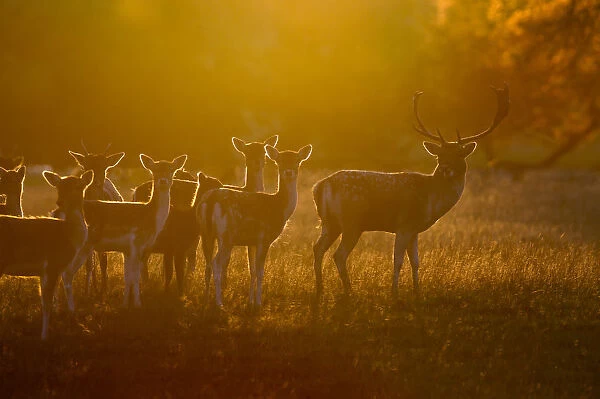 Fallow deer (Dama dama) herd at dawn, Holkham, Norfolk, England, UK, October