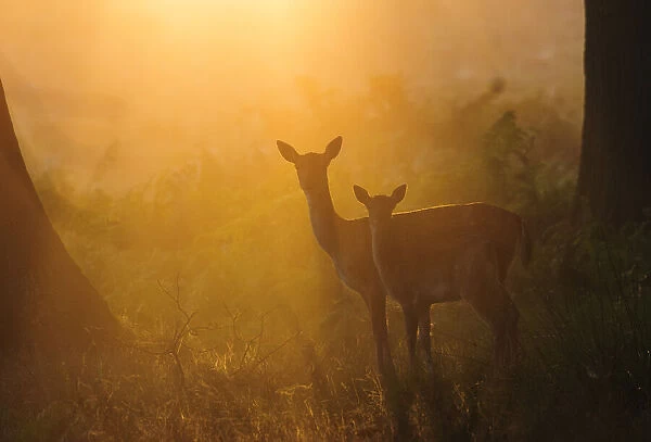 Fallow deer (Dama dama) hind and fawn in early morning mist. London, UK. September