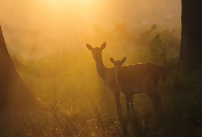 Framed Print : Fallow deer (Dama dama) hind and fawn in early morning mist. London, UK. September Framed Print : Fallow deer (Dama dama) hind and fawn in early morning mist. London, UK. September