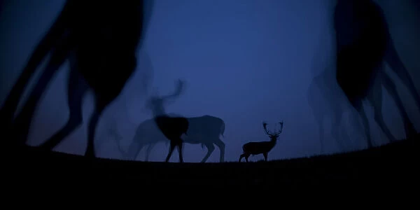 Fallow deer (Dama dama) at night, Gyulaj, Hungary Third place in the Nature Portfolio