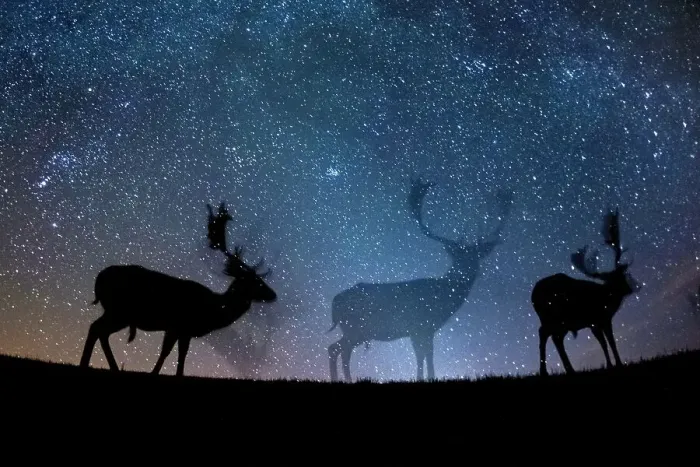 Framed Print : Fallow deer (Dama dama) at night, Gyulaj, Hungary Third place in the Nature Portfolio Framed Print : Fallow deer (Dama dama) at night, Gyulaj, Hungary Third place in the Nature Portfolio