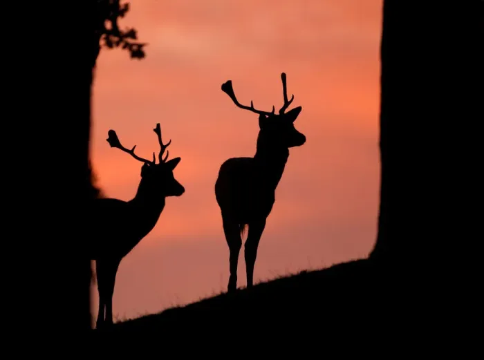 Framed Print : Fallow deer (Dama dama) silhouette of two bucks at dusk against pink sky, Bradgate Park Framed Print : Fallow deer (Dama dama) silhouette of two bucks at dusk against pink sky, Bradgate Park