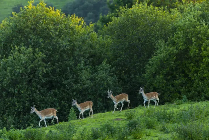 Framed Print : Fallow deer (Dama dama) stags, captive, Cabarceno Park, Cantabria, Spain, June Framed Print : Fallow deer (Dama dama) stags, captive, Cabarceno Park, Cantabria, Spain, June