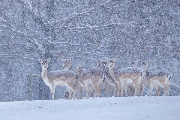 Fallow deer heard (Dama dama) in heavy snow