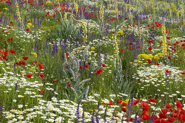 Fallow field in flower containing Poppy (Papaver rhoeas), Woad (Isatis tinctoria), Corn chamomile (Anthemis arvensis) Olympian mullein (Verbascum longifolium) and Purple toadflax (Linaria purpurea), Abruzzo, Italy. June